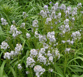 Amsónie hubrichtii - Amsonia hubrichtii