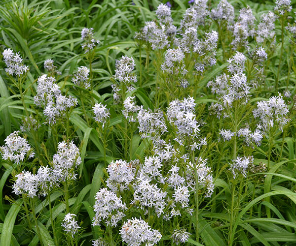 Amsónie hubrichtii - Amsonia hubrichtii