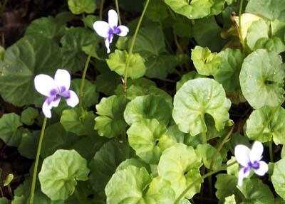 Violka australská, břečťanolistá - Viola hederacea