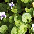 Violka australská, břečťanolistá - Viola hederacea