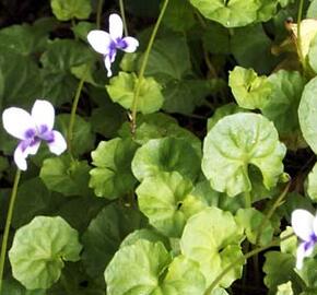 Violka australská, břečťanolistá - Viola hederacea