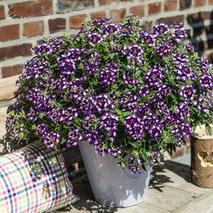 Verbena, sporýš 'Wicked Great Grape' - Verbena hybrida 'Wicked Great Grape'