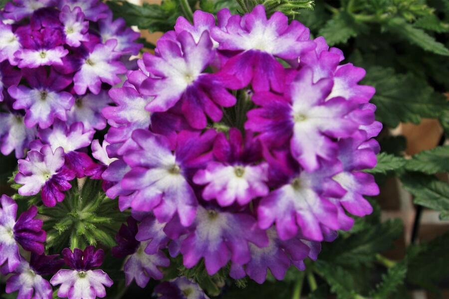 Verbena, sporýš 'Wicked Great Grape' - Verbena hybrida 'Wicked Great Grape'