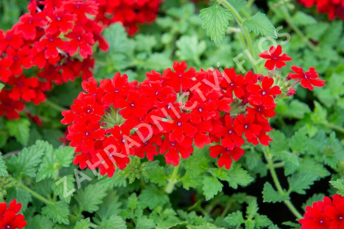 Verbena, sporýš 'Lanai Red' - Verbena hybrida 'Lanai Red'