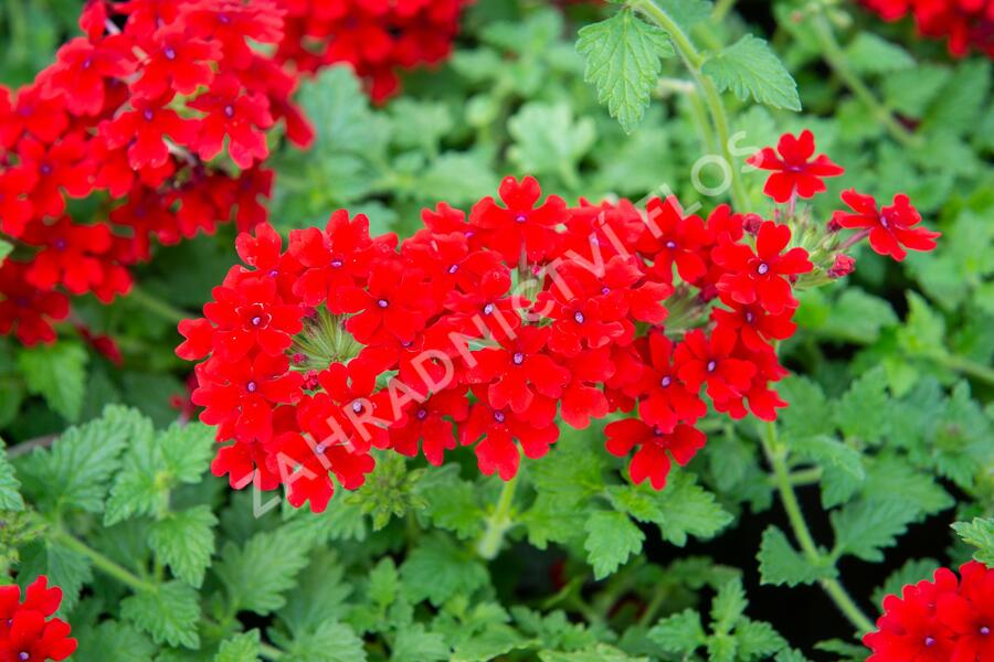 Verbena, sporýš 'Lanai Red' - Verbena hybrida 'Lanai Red'