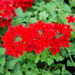 Verbena, sporýš 'Lanai Red' - Verbena hybrida 'Lanai Red'