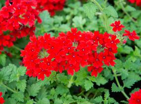 Sporýš 'Lanai Red' - Verbena hybrida 'Lanai Red'