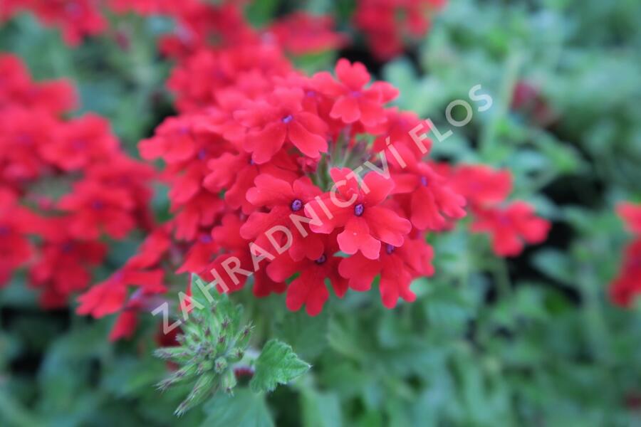 Verbena, sporýš 'Lanai Red' - Verbena hybrida 'Lanai Red'