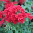 Verbena, sporýš 'Lanai Red' - Verbena hybrida 'Lanai Red'