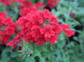 Sporýš 'Lanai Red' - Verbena hybrida 'Lanai Red'