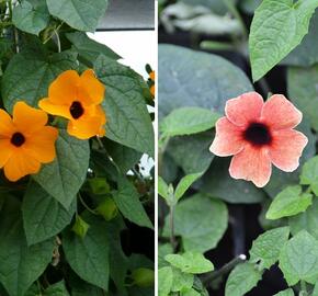 Smatavka, thunbergie křídlatá 'Bicolor' - Thunbergia alata 'Bicolor'