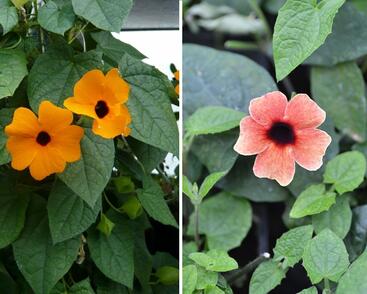 Smatavka, thunbergie křídlatá 'Bicolor'