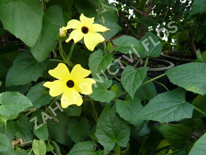 Smatavka, thunbergie křídlatá 'Yellow' - Thunbergia alata 'Yellow'