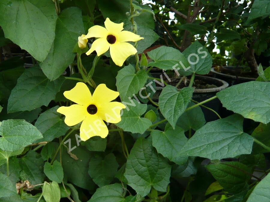 Smatavka, thunbergie křídlatá 'Yellow' - Thunbergia alata 'Yellow'