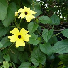 Smatavka, thunbergie křídlatá 'Yellow' - Thunbergia alata 'Yellow'