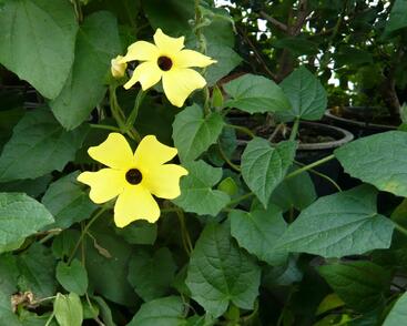 Smatavka, thunbergie křídlatá 'Yellow'