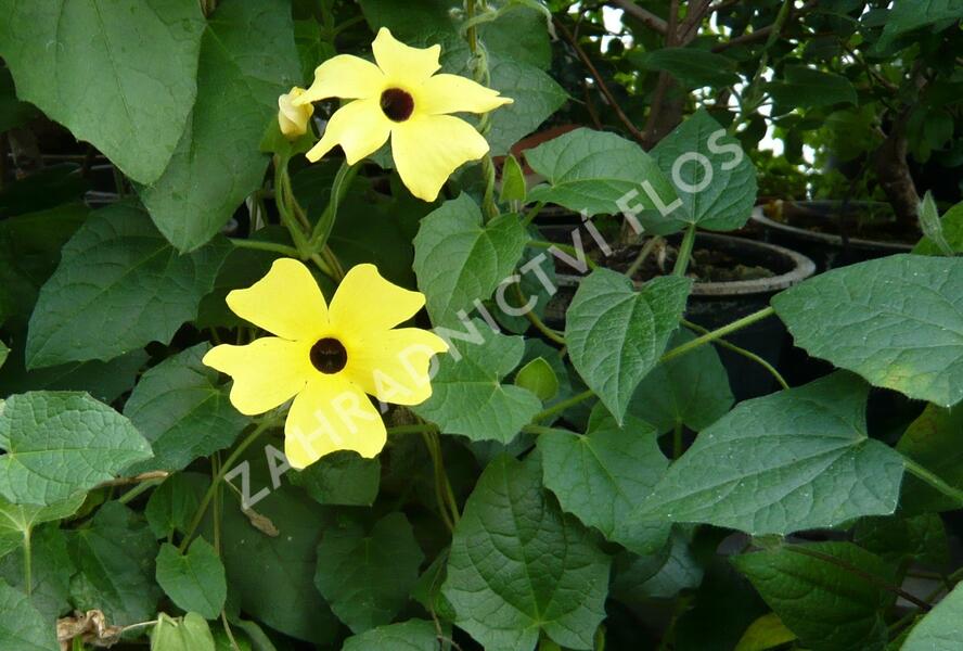 Smatavka, thunbergie křídlatá 'Yellow' - Thunbergia alata 'Yellow'
