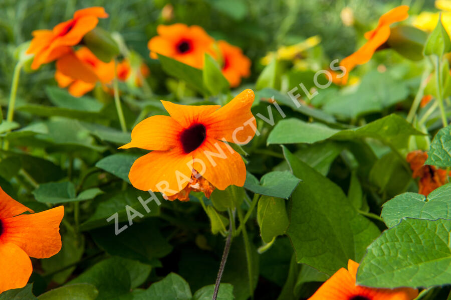 Smatavka, thunbergie křídlatá 'Orange Beauty' - Thunbergia alata 'Orange Beauty'