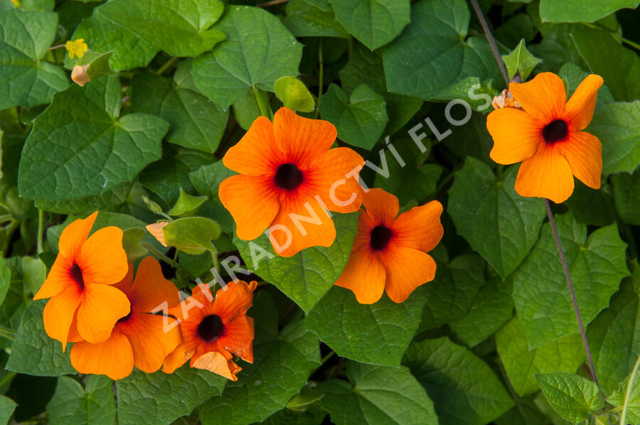 Smatavka, thunbergie křídlatá 'Orange Beauty' - Thunbergia alata 'Orange Beauty'