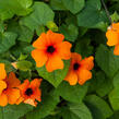 Smatavka, thunbergie křídlatá 'Orange Beauty' - Thunbergia alata 'Orange Beauty'