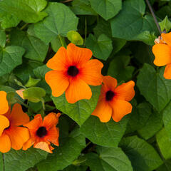 Smatavka, thunbergie křídlatá 'Orange Beauty' - Thunbergia alata 'Orange Beauty'