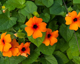 Smatavka, thunbergie křídlatá 'Orange Beauty'