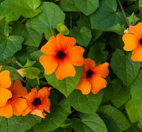 Smatavka, thunbergie křídlatá 'Orange Beauty' - Thunbergia alata 'Orange Beauty'