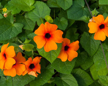 Smatavka, thunbergie křídlatá 'Orange Beauty'