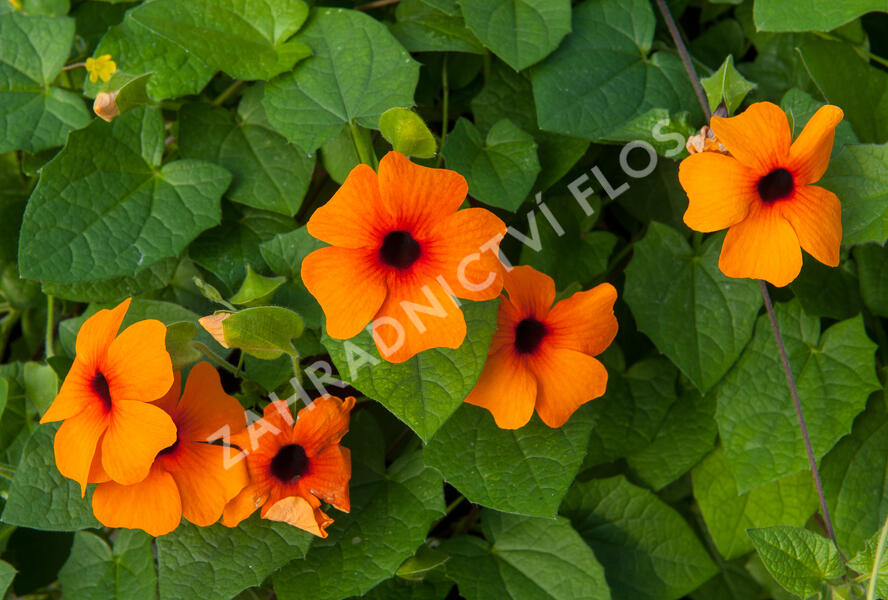 Smatavka, thunbergie křídlatá 'Orange Beauty' - Thunbergia alata 'Orange Beauty'
