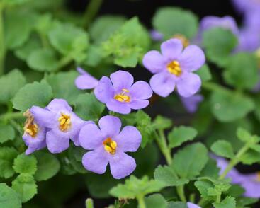 Bakopa 'Baristo Giga Blue'