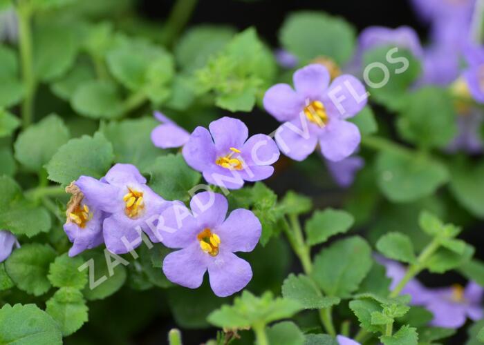 Bakopa 'Baristo Giga Blue' - Sutera diffusus 'Baristo Giga Blue'