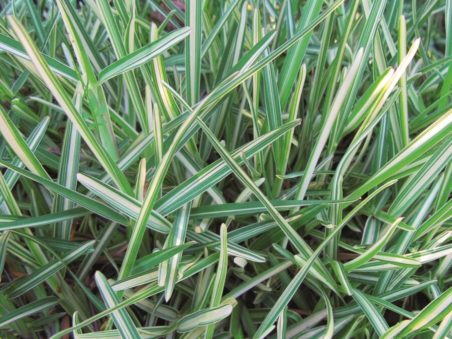 Stenotaphrum secundatum 'Jonathan' - Stenotaphrum secundatum 'Jonathan'