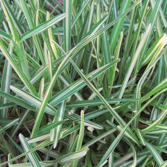 Stenotaphrum secundatum 'Jonathan' - Stenotaphrum secundatum 'Jonathan'