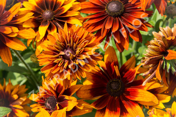 Třapatka srstnatá 'Cherokee Sunset' - Rudbeckia hirta 'Cherokee Sunset'