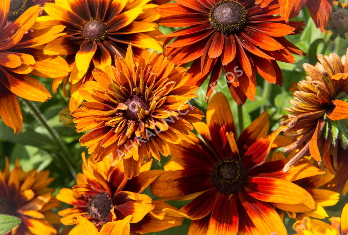 Třapatka srstnatá 'Cherokee Sunset' - Rudbeckia hirta 'Cherokee Sunset'
