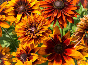 Třapatka srstnatá 'Cherokee Sunset' - Rudbeckia hirta 'Cherokee Sunset'