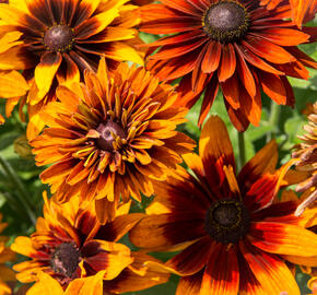 Třapatka srstnatá 'Cherokee Sunset' - Rudbeckia hirta 'Cherokee Sunset'