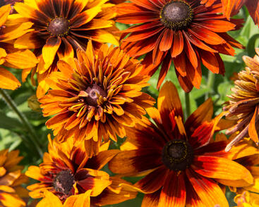 Třapatka srstnatá 'Cherokee Sunset'