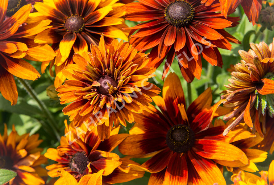 Třapatka srstnatá 'Cherokee Sunset' - Rudbeckia hirta 'Cherokee Sunset'