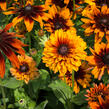 Třapatka srstnatá 'Cherokee Sunset' - Rudbeckia hirta 'Cherokee Sunset'