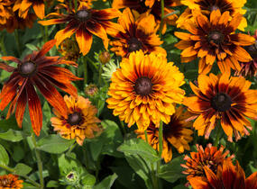 Třapatka srstnatá 'Cherokee Sunset' - Rudbeckia hirta 'Cherokee Sunset'