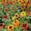 Třapatka srstnatá 'Cherokee Sunset' - Rudbeckia hirta 'Cherokee Sunset'