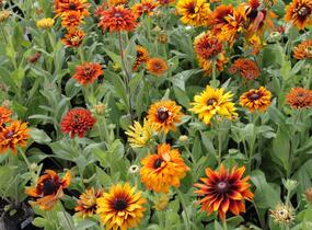 Třapatka srstnatá 'Cherokee Sunset' - Rudbeckia hirta 'Cherokee Sunset'