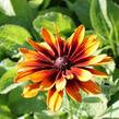 Třapatka srstnatá 'Cherokee Sunset' - Rudbeckia hirta 'Cherokee Sunset'