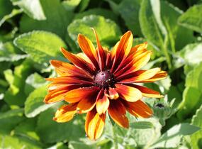 Třapatka srstnatá 'Cherokee Sunset' - Rudbeckia hirta 'Cherokee Sunset'
