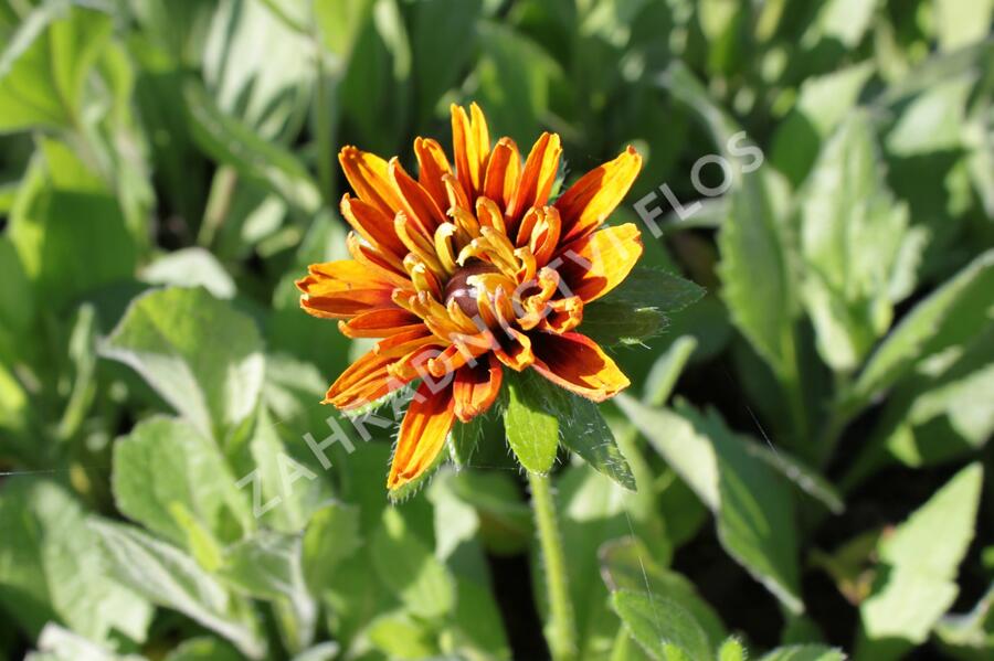 Třapatka srstnatá 'Cherokee Sunset' - Rudbeckia hirta 'Cherokee Sunset'