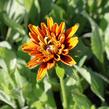 Třapatka srstnatá 'Cherokee Sunset' - Rudbeckia hirta 'Cherokee Sunset'