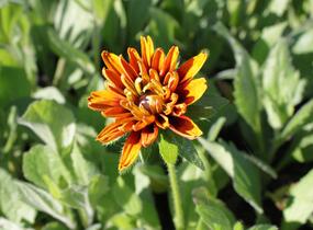 Třapatka srstnatá 'Cherokee Sunset' - Rudbeckia hirta 'Cherokee Sunset'