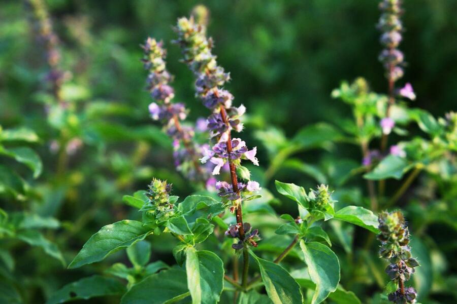 Bazalka posvátná - Ocimum sanctum