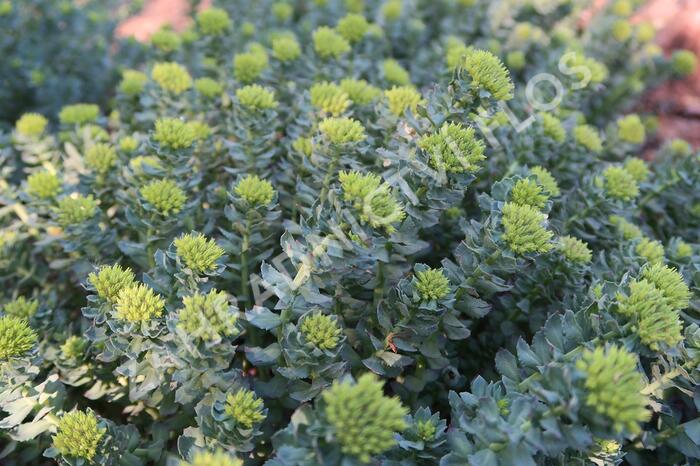 Rozchodnice růžová - Rhodiola rosea